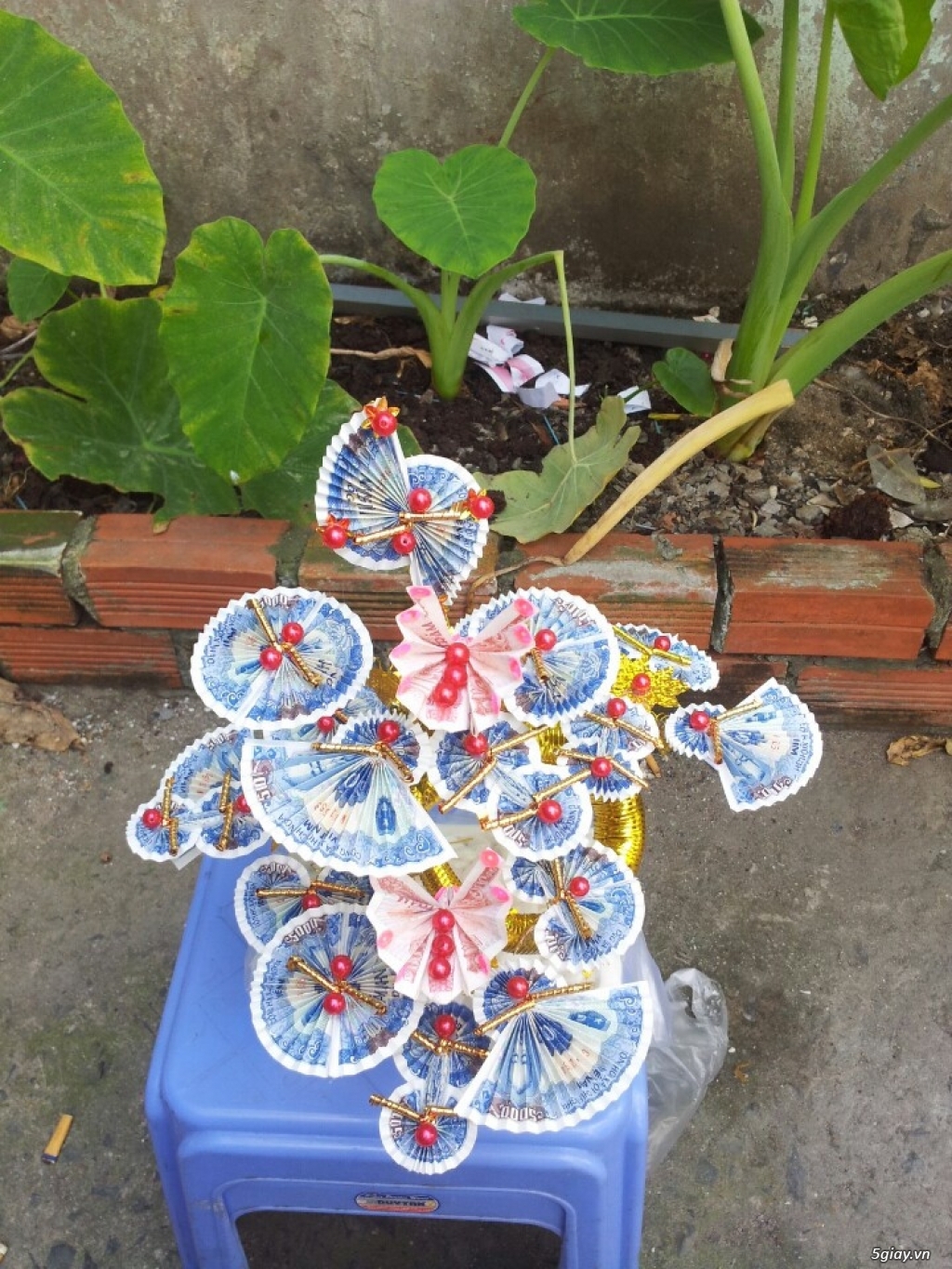 Cây hoa tiền thật tài lộc. - 2