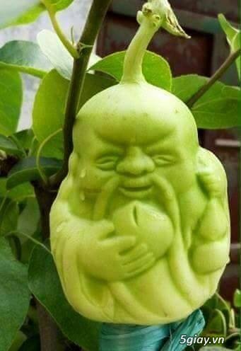 Nhận đặt dưa lê thần tài - THẦN TÀI GÕ CỬA CÙNG DƯA LÊ THẦN TÀI