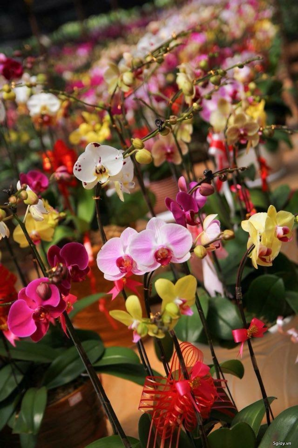 Lan Hồ Điệp đón tết - 2