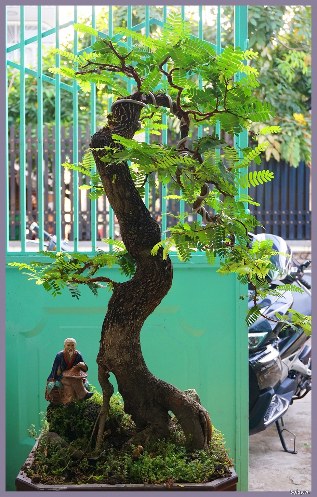 Nhà chật bán cây me cổ lâu năm, dáng đẹp, giá rẻ