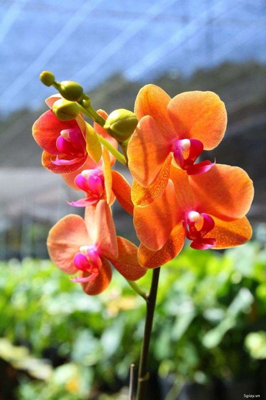 Lan Hồ Điệp đón tết - 1