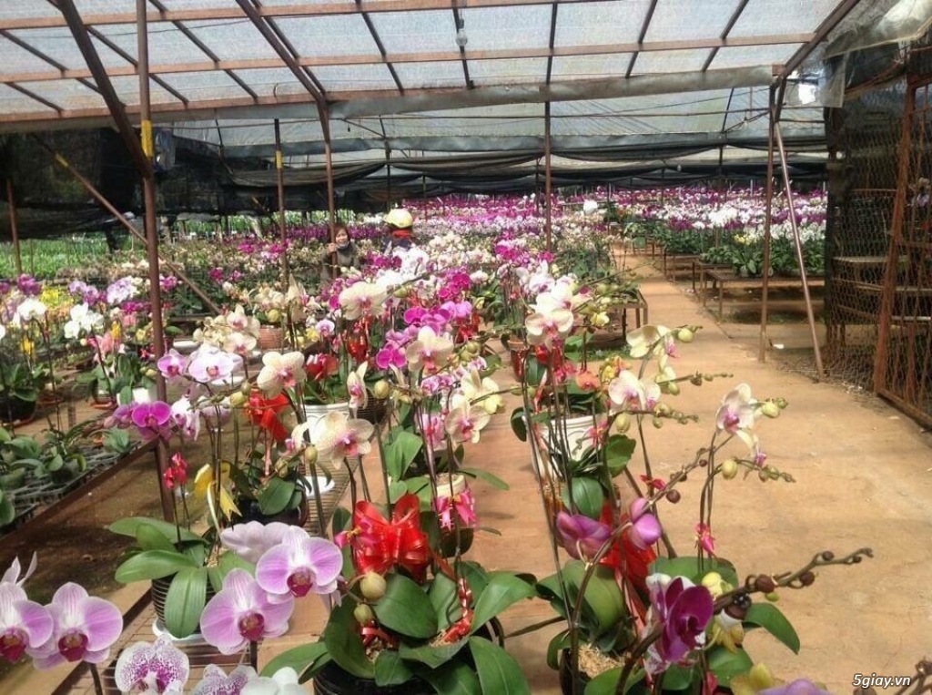 Lan Hồ Điệp đón tết