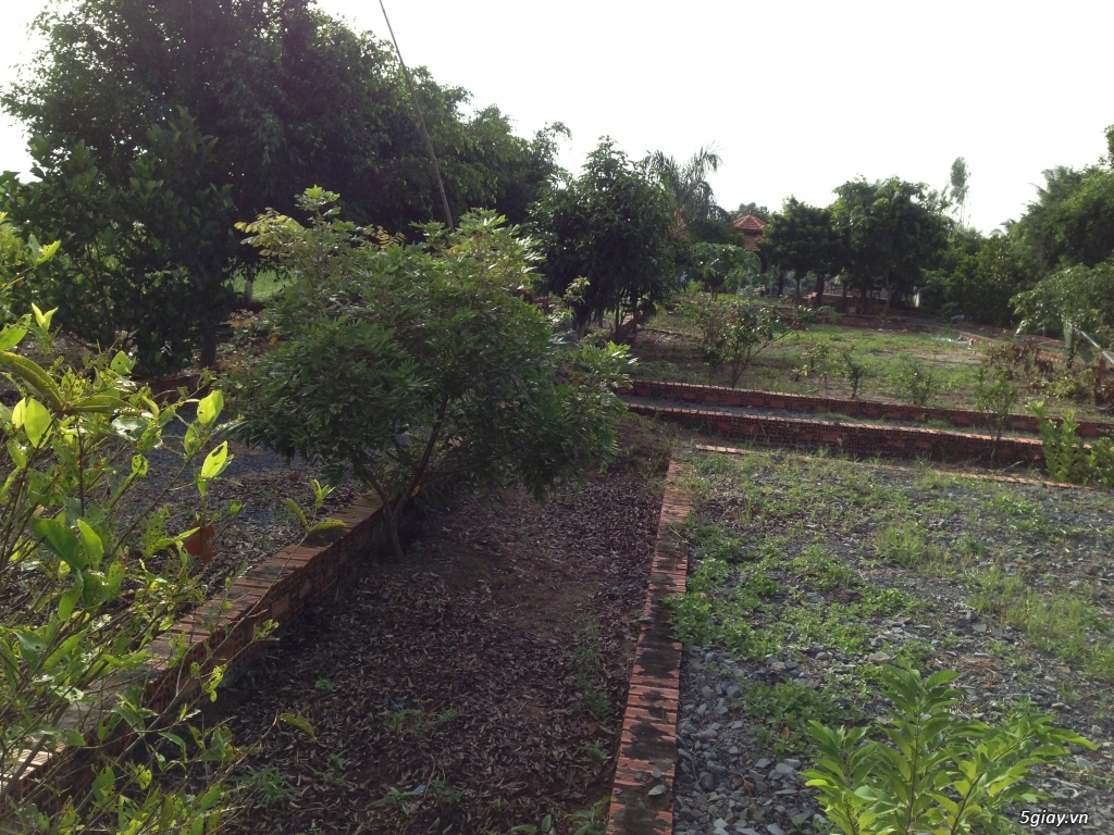 3000 mét vuông thổ vườn ở xã Tân Trạch, Long An - 2