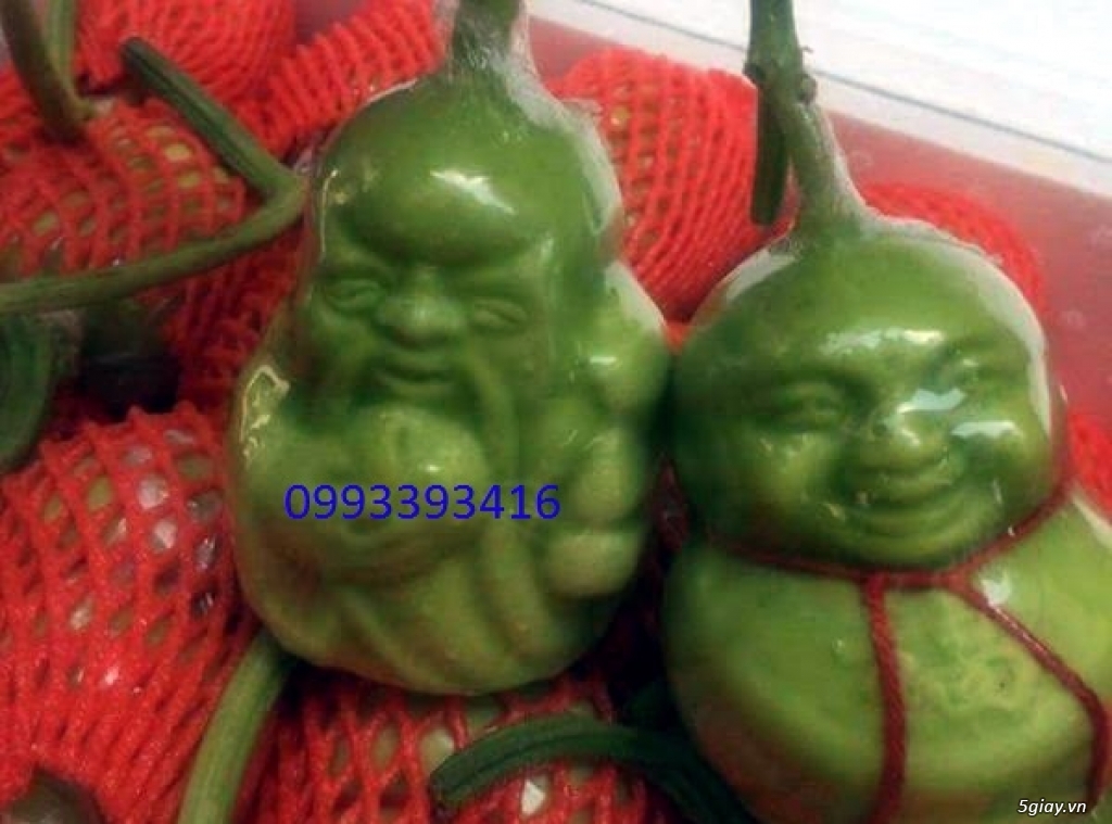 Dưa Lê Thần Tài Giá Rẽ Trưng Tết Phát Tài Phát Lộc - 4