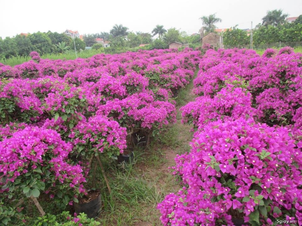 Bán và cho thuê hoa đào tím tết bính thân 2016