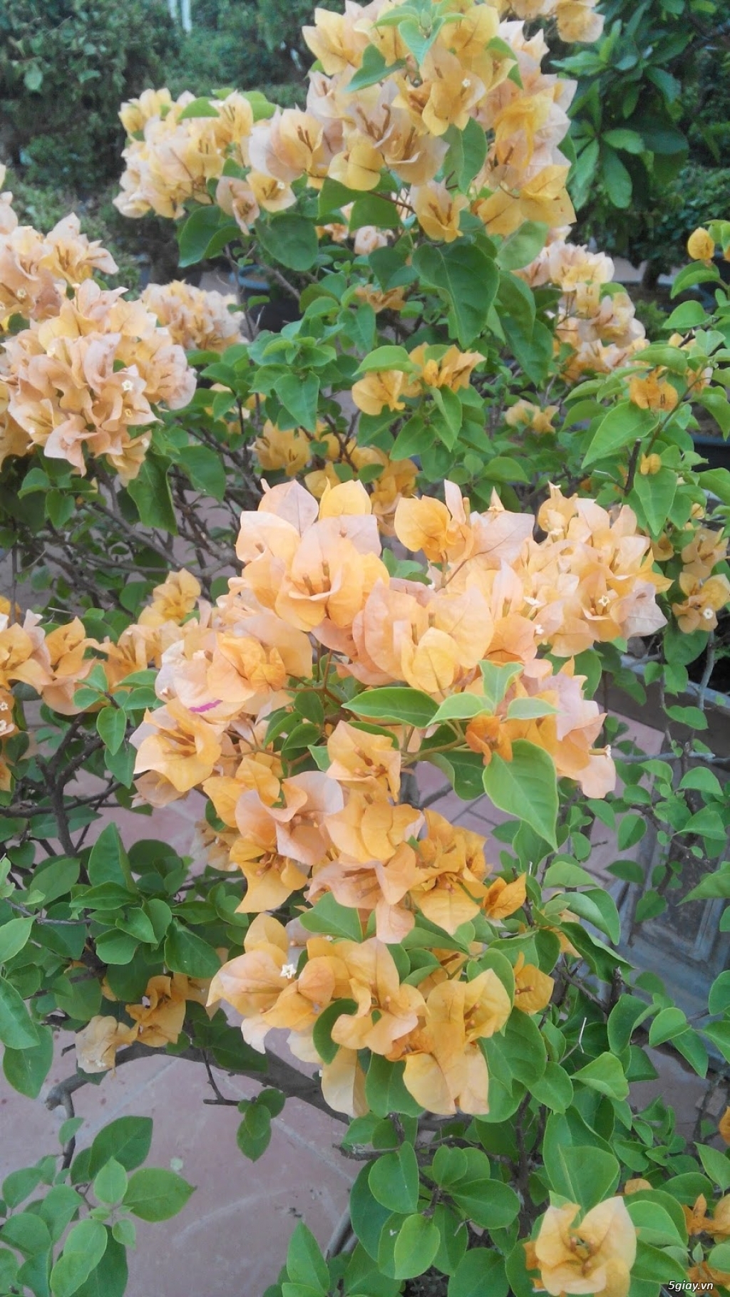 Bán và cho thuê hoa đào tím tết bính thân 2016 - 3