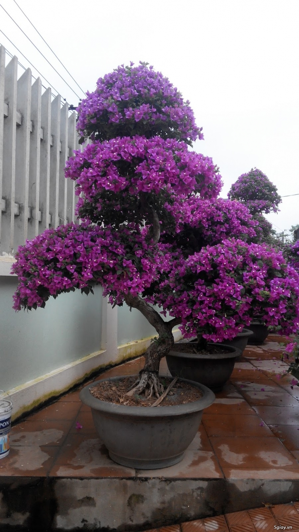 Bán và cho thuê hoa đào tím tết bính thân 2016 - 2