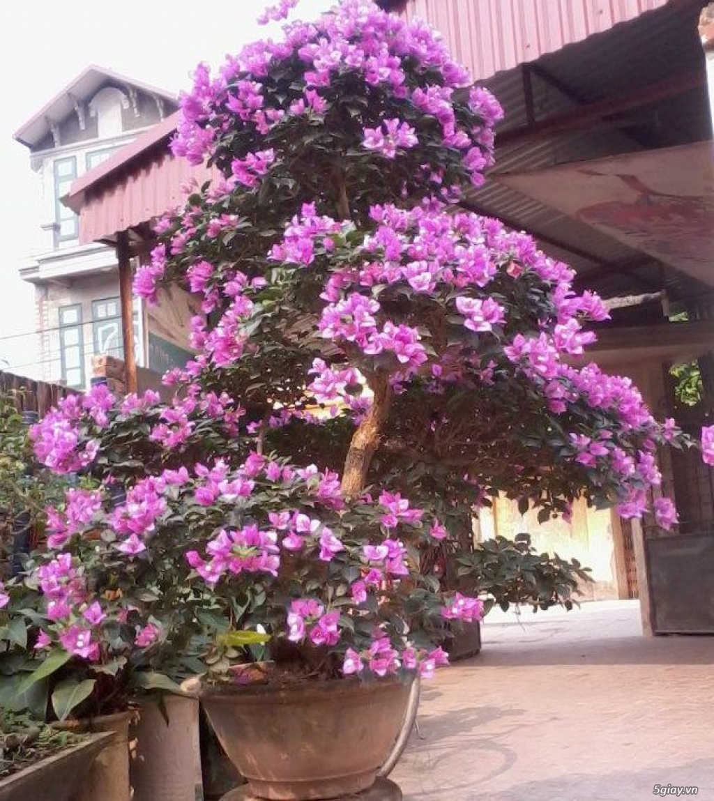 Bán và cho thuê hoa đào tím tết bính thân 2016 - 1