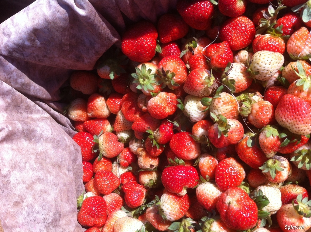 Dâu tây  ĐÀ LẠT giá tốt