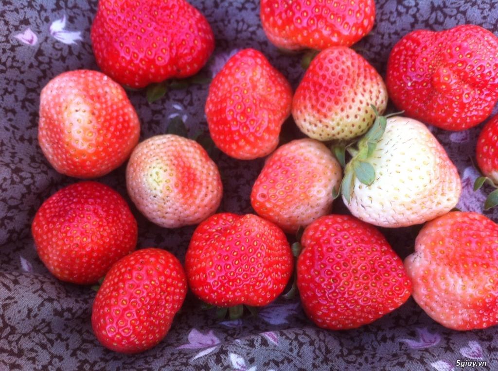 Dâu tây  ĐÀ LẠT giá tốt - 1