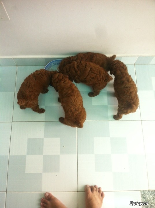 Chó poodle thuần chủng thái lan 1.5 tháng