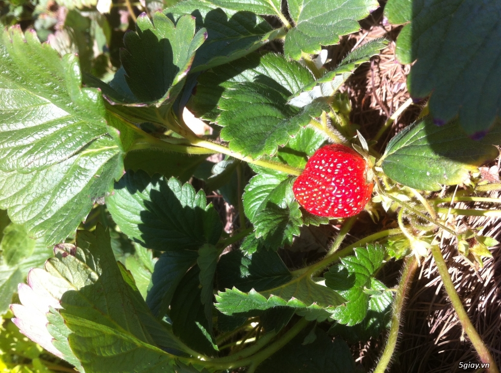 Dâu tây  ĐÀ LẠT giá tốt - 3