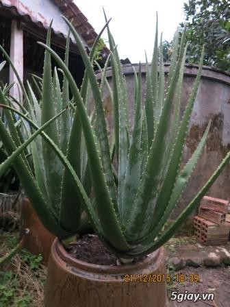 Cung cấp lá nha đam và cây nha đam giống