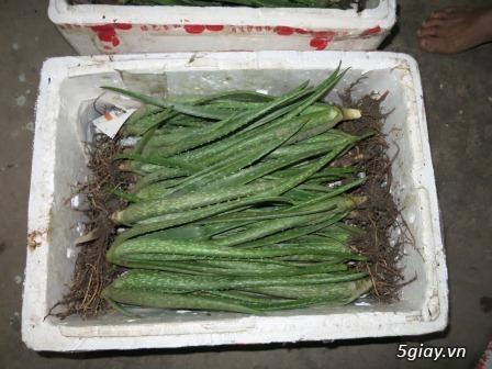 Cung cấp lá nha đam và cây nha đam giống - 1