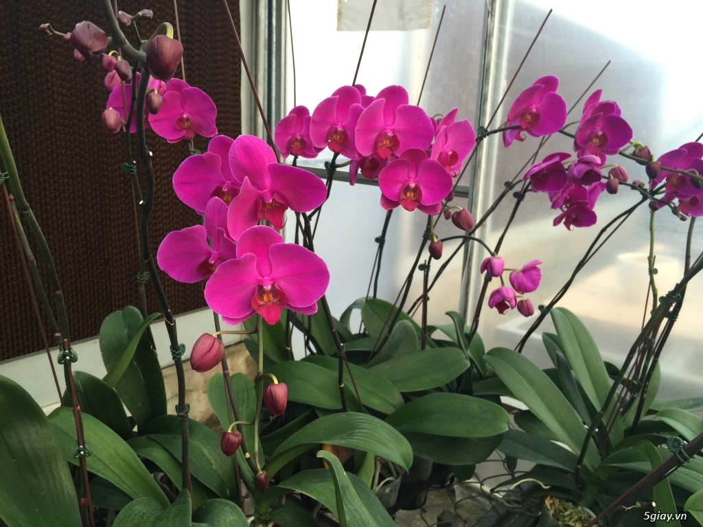 Lan Hồ Điệp Đón Tết Bính Thân - 5