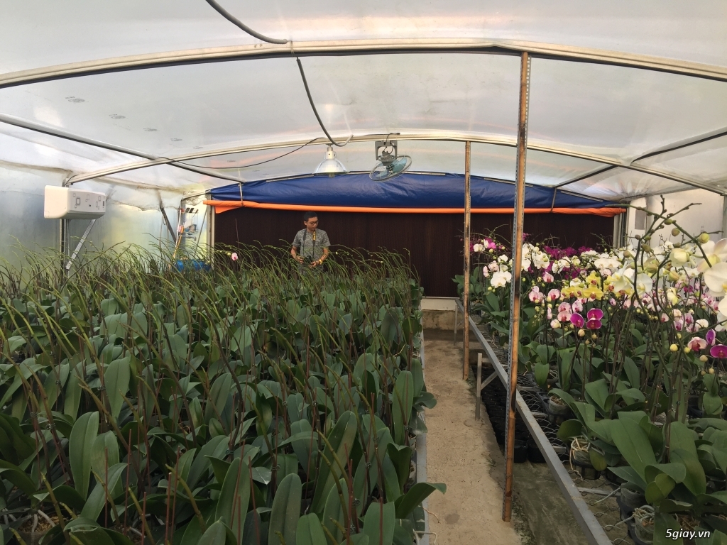 Lan Hồ Điệp Đón Tết Bính Thân - 6