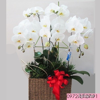 Lan Hồ Điệp Đón Tết Bính Thân - 2