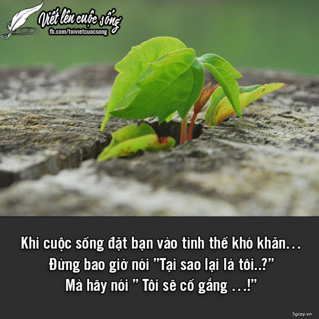 CHUYÊN SIM TAM HOA-TỨ QUÝ-NGŨ QUÝ