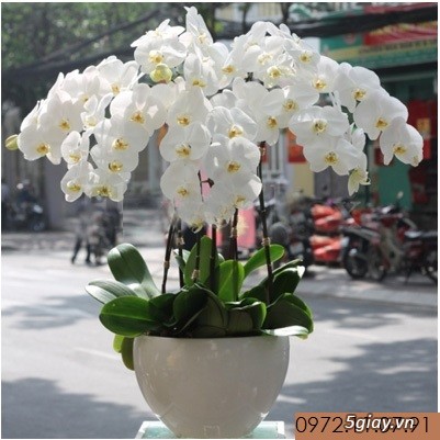 Lan Hồ Điệp Đón Tết Bính Thân - 1