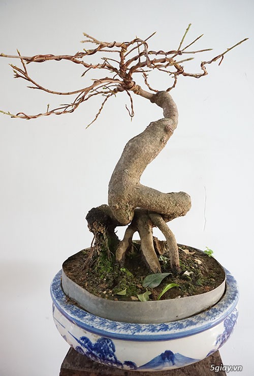 HCM - Bán 1 số cây mai giảo thủ đức hoa đẹp, kịp Têt Bính Thân - 3