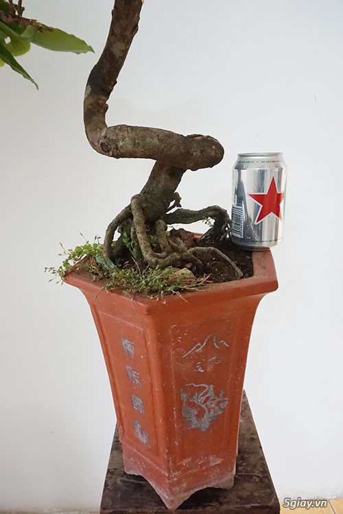 HCM - Bán 1 số cây mai giảo thủ đức hoa đẹp, kịp Têt Bính Thân - 1