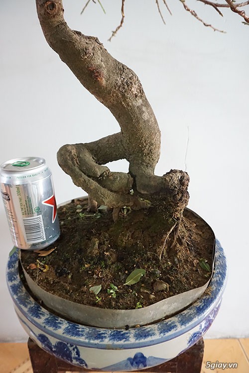 HCM - Bán 1 số cây mai giảo thủ đức hoa đẹp, kịp Têt Bính Thân - 5