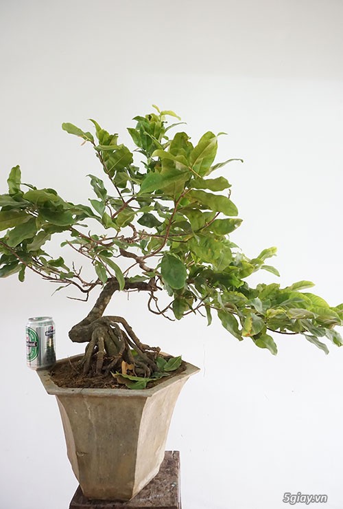 HCM - Bán 1 số cây mai giảo thủ đức hoa đẹp, kịp Têt Bính Thân - 12