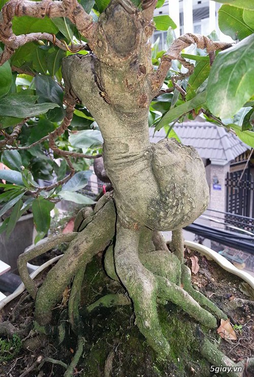 HCM - Bán 1 số cây mai giảo thủ đức hoa đẹp, kịp Têt Bính Thân - 16