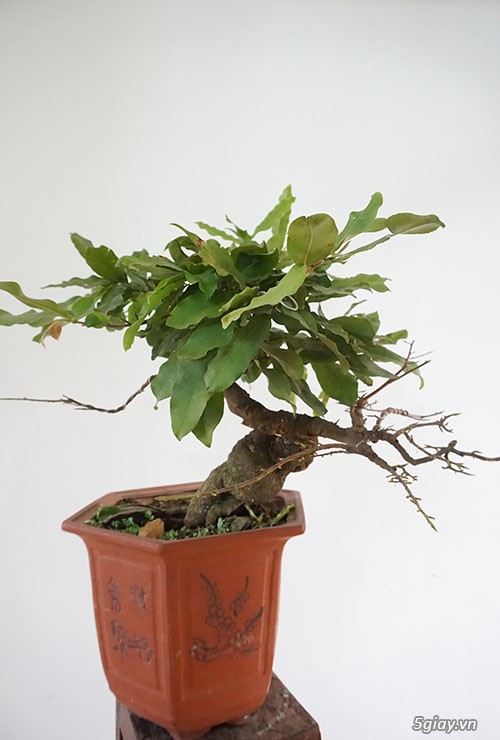 HCM - Bán 1 số cây mai giảo thủ đức hoa đẹp, kịp Têt Bính Thân - 6