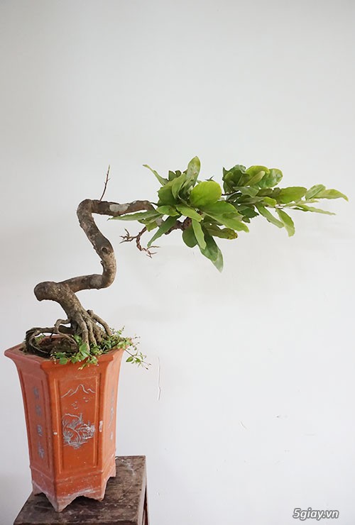 HCM - Bán 1 số cây mai giảo thủ đức hoa đẹp, kịp Têt Bính Thân