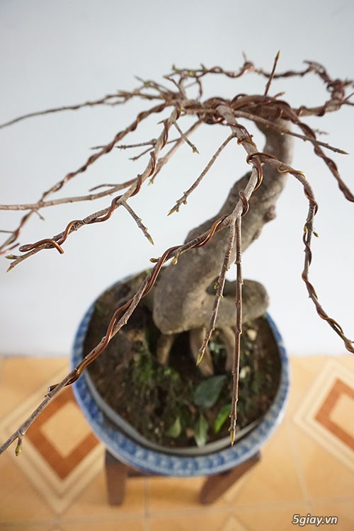 HCM - Bán 1 số cây mai giảo thủ đức hoa đẹp, kịp Têt Bính Thân - 4