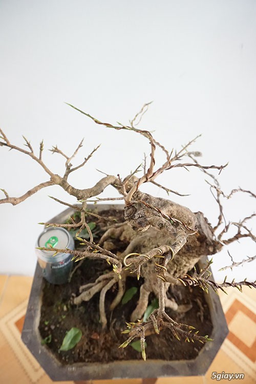 HCM - Bán 1 số cây mai giảo thủ đức hoa đẹp, kịp Têt Bính Thân - 11