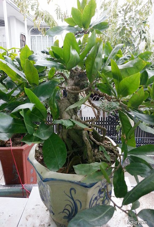 HCM - Bán 1 số cây mai giảo thủ đức hoa đẹp, kịp Têt Bính Thân - 15