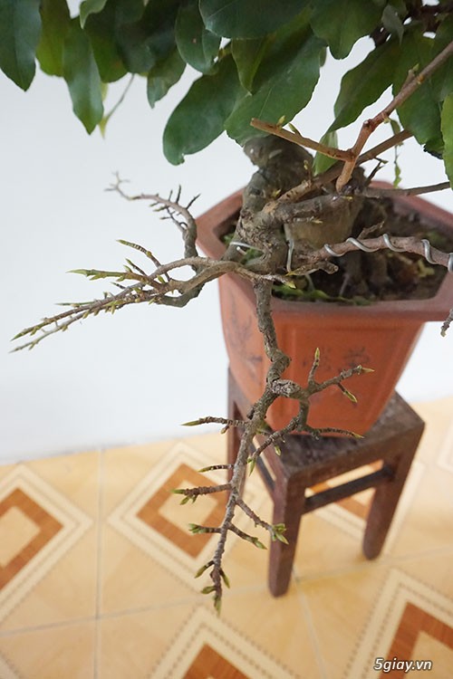 HCM - Bán 1 số cây mai giảo thủ đức hoa đẹp, kịp Têt Bính Thân - 8