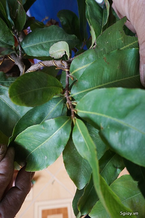 HCM - Bán 1 số cây mai giảo thủ đức hoa đẹp, kịp Têt Bính Thân - 2