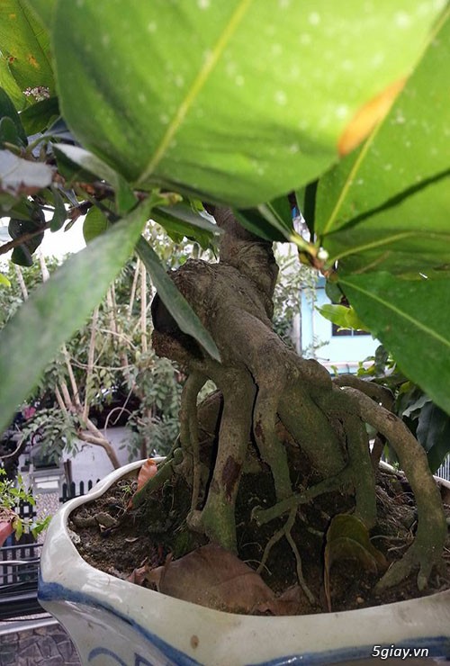 HCM - Bán 1 số cây mai giảo thủ đức hoa đẹp, kịp Têt Bính Thân - 17