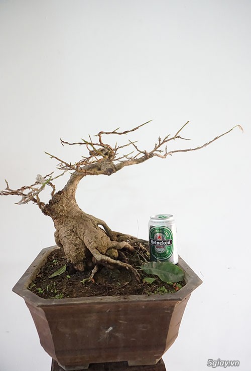 HCM - Bán 1 số cây mai giảo thủ đức hoa đẹp, kịp Têt Bính Thân - 9