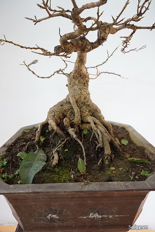 HCM - Bán 1 số cây mai giảo thủ đức hoa đẹp, kịp Têt Bính Thân - 10