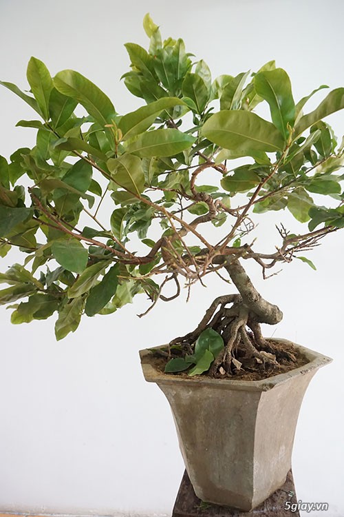 HCM - Bán 1 số cây mai giảo thủ đức hoa đẹp, kịp Têt Bính Thân - 13