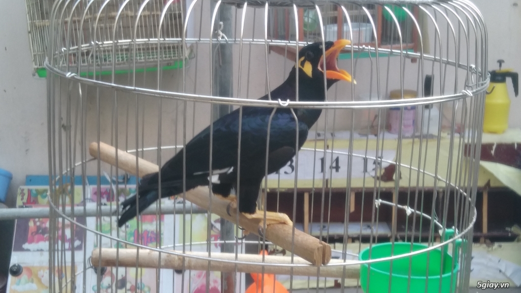 Nhờ tư vấn về nhồng...