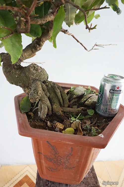 HCM - Bán 1 số cây mai giảo thủ đức hoa đẹp, kịp Têt Bính Thân - 7