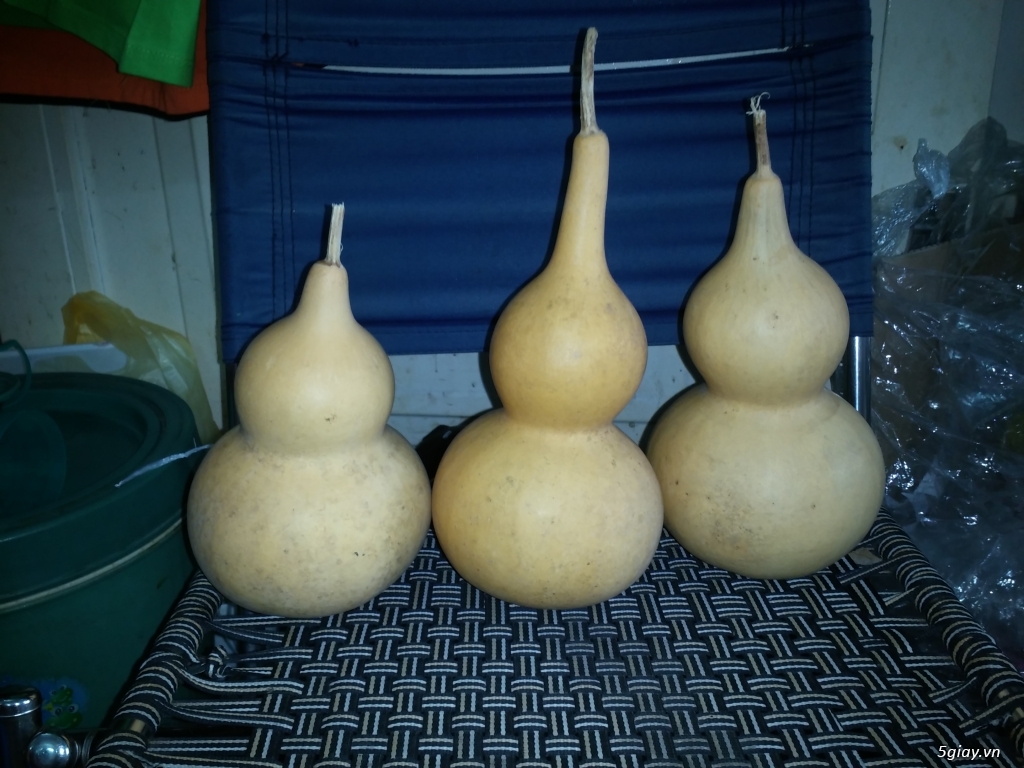 hcm - quả bầu hồ lô phong thủy - 1