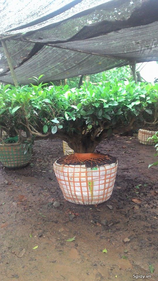 bán cây trà xanh tại tphcm