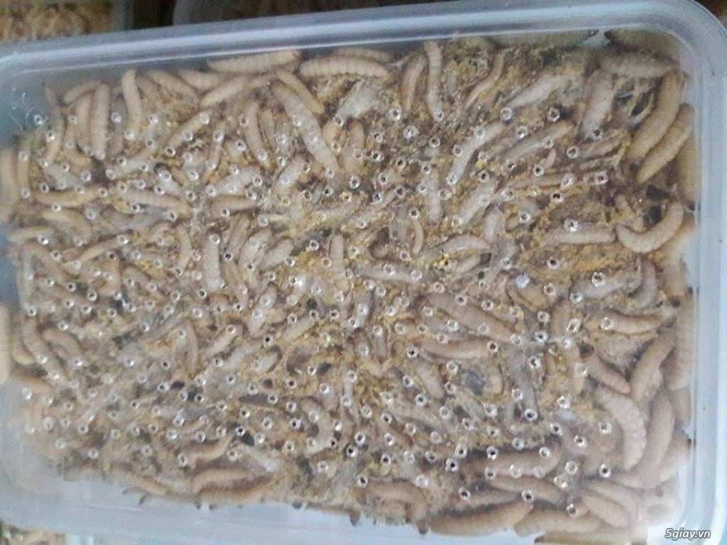 download waxworms for sale