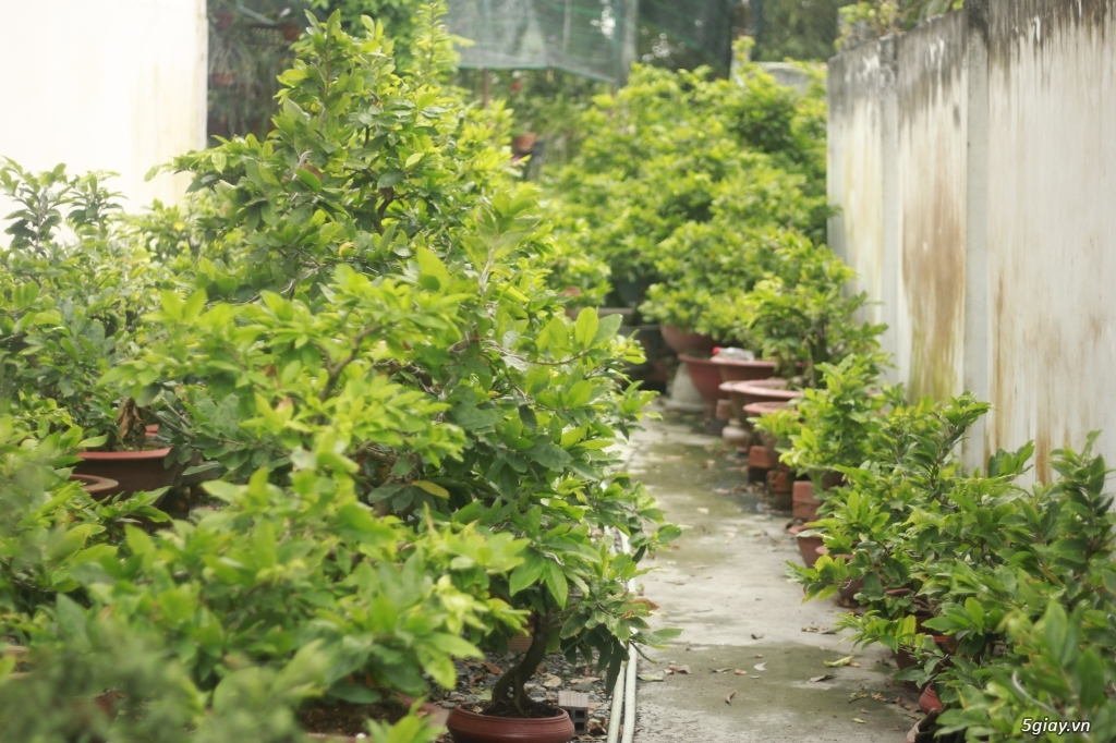 Vườn mai vàng 6 HƯNG...bán,cho thuê mai vàng chưng tết! - 12