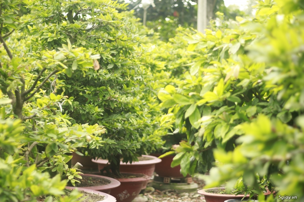 Vườn mai vàng 6 HƯNG...bán,cho thuê mai vàng chưng tết! - 6