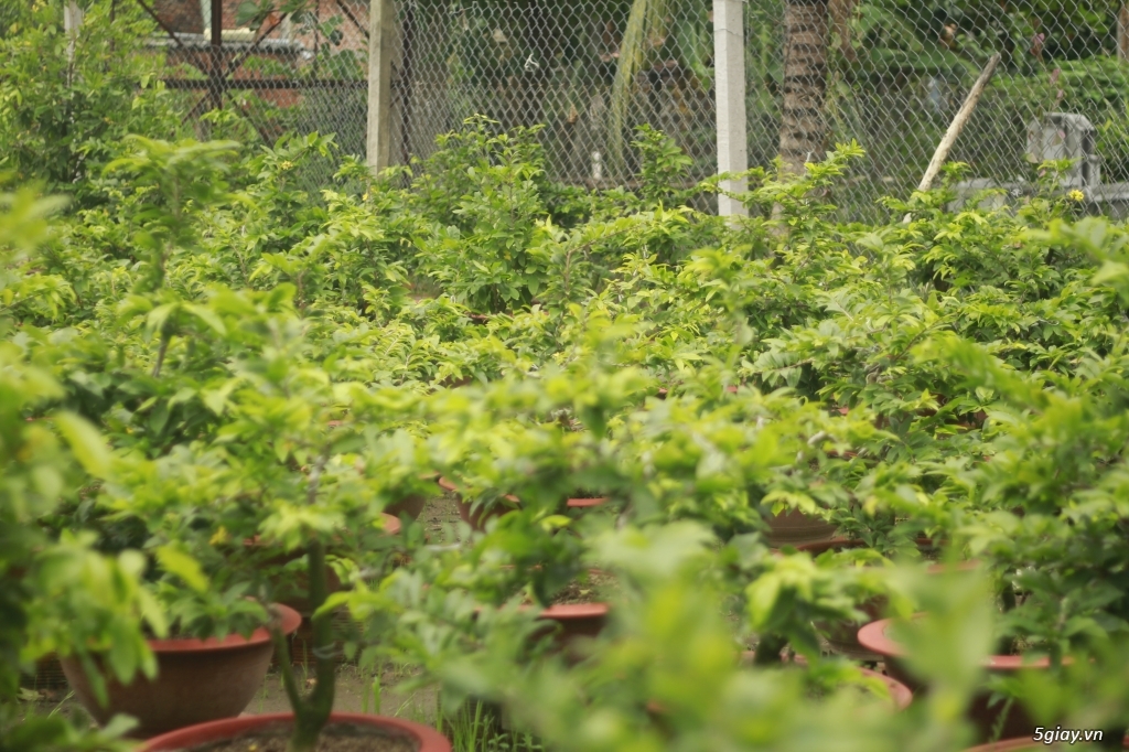 Vườn mai vàng 6 HƯNG...bán,cho thuê mai vàng chưng tết! - 16