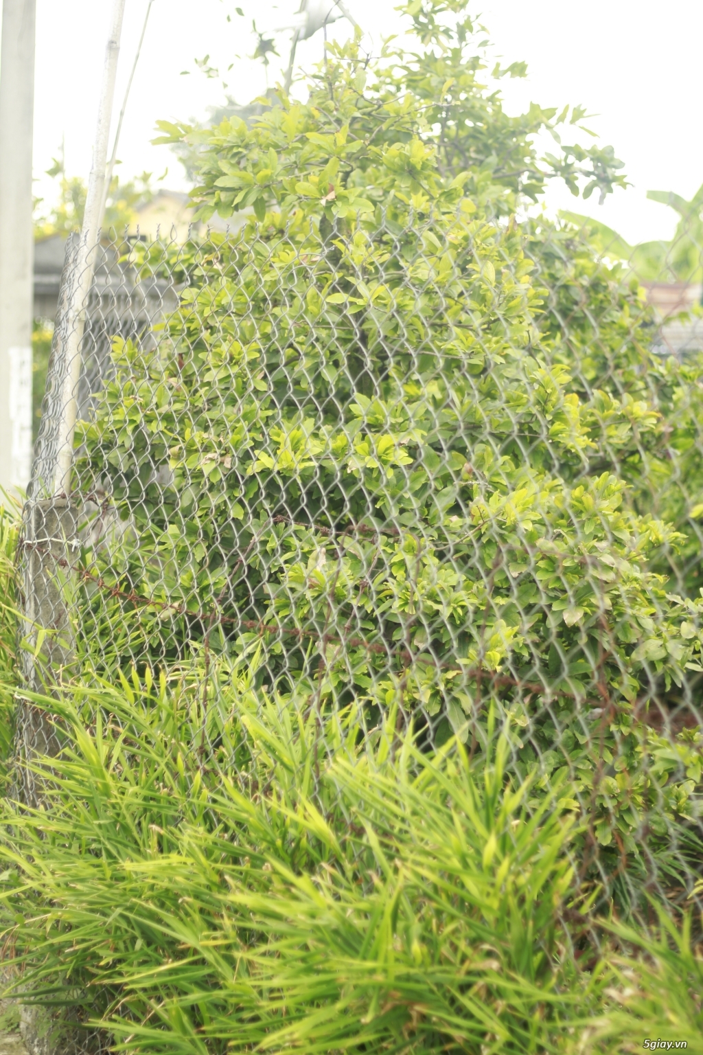 Vườn mai vàng 6 HƯNG...bán,cho thuê mai vàng chưng tết! - 17