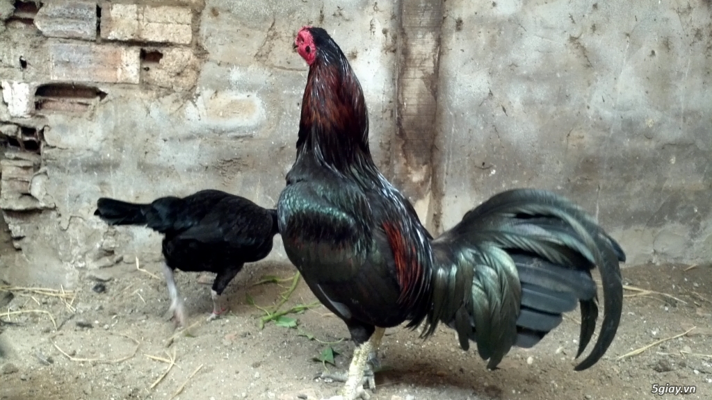 Q12 - Bán gà Mỹ, gà Peru, gà Mỹ lai, gà Peru lai - 1