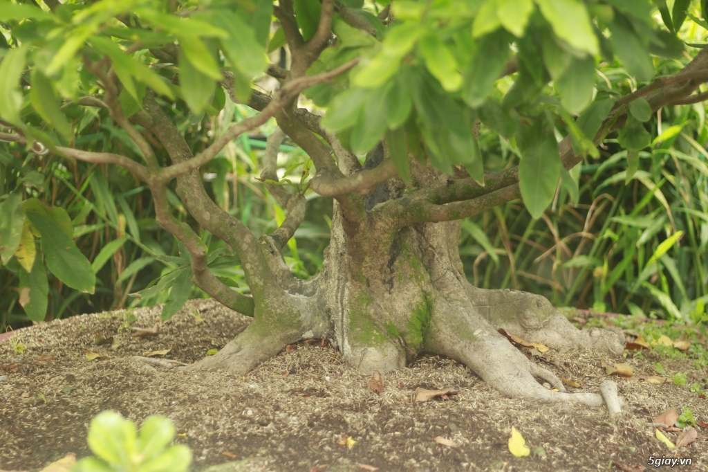 Vườn mai vàng 6 HƯNG...bán,cho thuê mai vàng chưng tết! - 4